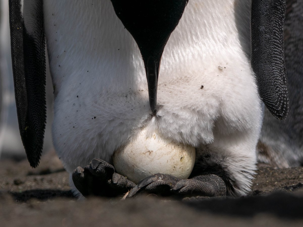 camlemnn's tweet photo. Happy #WorldPenguinDay 🐧🐧 https://t.co/IXcLq4u011