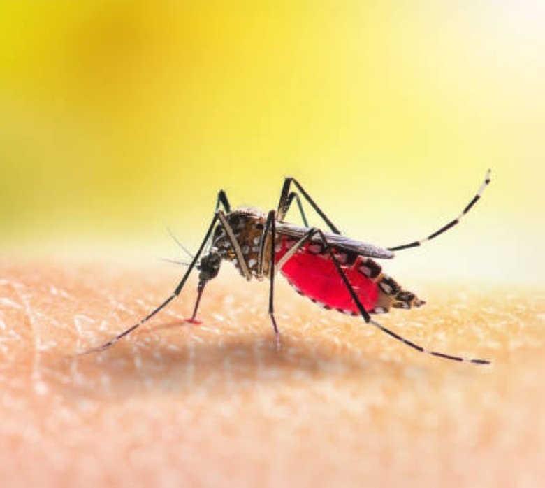 Prevention is the best cure 🦟
#Malariaday
🦟Apply mosquito repellent .

🦟Drape mosquito netting over beds.

🦟Put screens on windows and doors.

🦟Treat clothing, mosquito nets , and other fabrics with an insect repellent called permethrin.

#MalariaDay2023