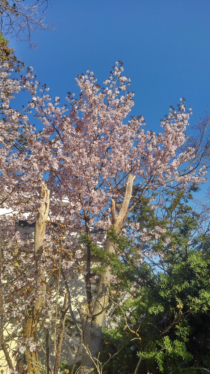 GELINBOU2's tweet photo. さはら https://t.co/5h6YrICNLv