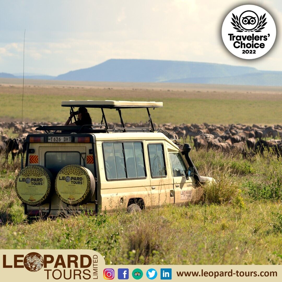 Nature's Spectacular Show! The Great Wildebeest Migration is one of the most incredible wildlife spectacles in the world, and Tanzania is lucky enough to host this annual event in its national parks. 
#GreatMigration #WildebeestWonder #TanzaniaNationalParks #Leopardtourstanzania