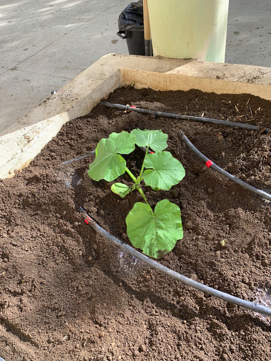 ies_mfr's tweet photo. Esta semana nos ha tocado recolectar nuestras lechugas y espinacas y plantar cultivos de verano como la calabaza 🎃. Menudos hortelanos 👏
@ProEdAldea @programaaldea #ecohuerto #ProInnovaAldea https://t.co/CA1MGIMdHh
