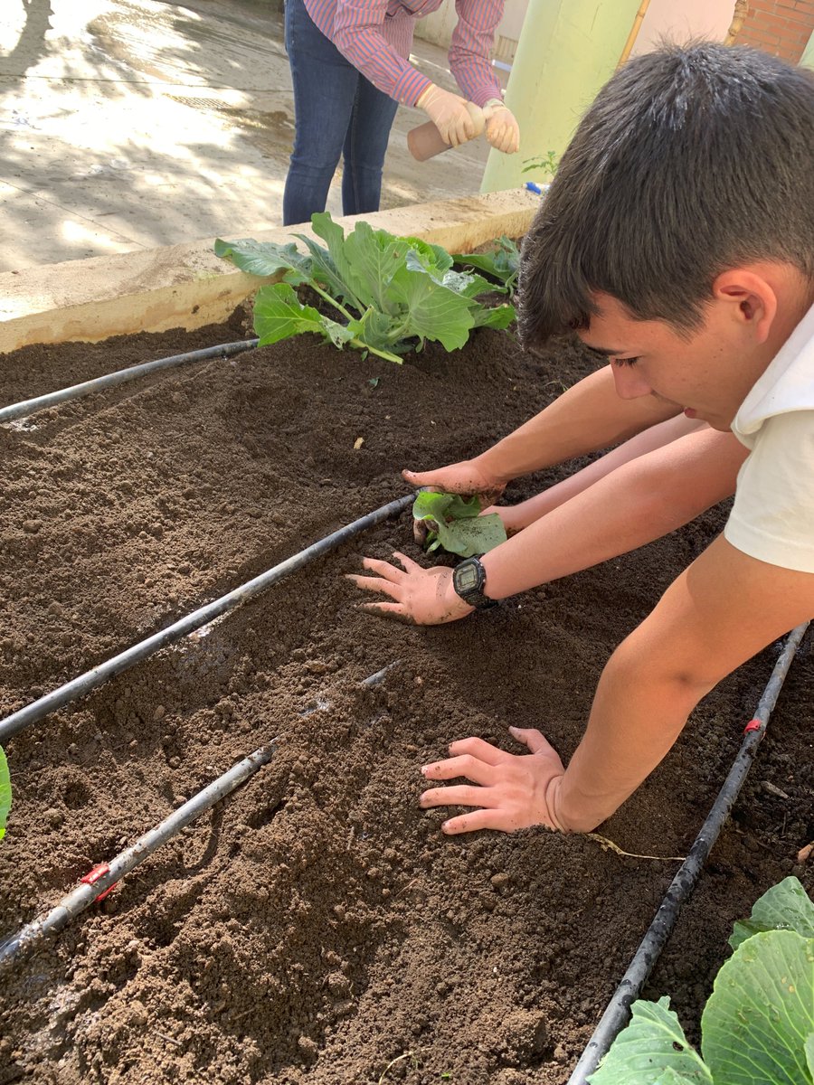 ies_mfr's tweet photo. Esta semana nos ha tocado recolectar nuestras lechugas y espinacas y plantar cultivos de verano como la calabaza 🎃. Menudos hortelanos 👏
@ProEdAldea @programaaldea #ecohuerto #ProInnovaAldea https://t.co/CA1MGIMdHh