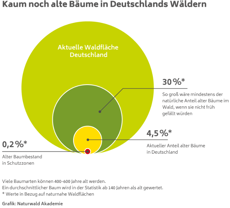 NaturwaldAk's tweet photo. In 🇩🇪 sind sie selten geworden, alte dicke Bäume.  Rund 1/3 der Bäume im #Wald wären von Natur aus alt. Heute sind es selbst in naturnahen Waldflächen unter 5 %. Dabei können viele Baumarten 400-600  Jahre alt werden. #TagDesBaumes https://t.co/MsNs7V30DG