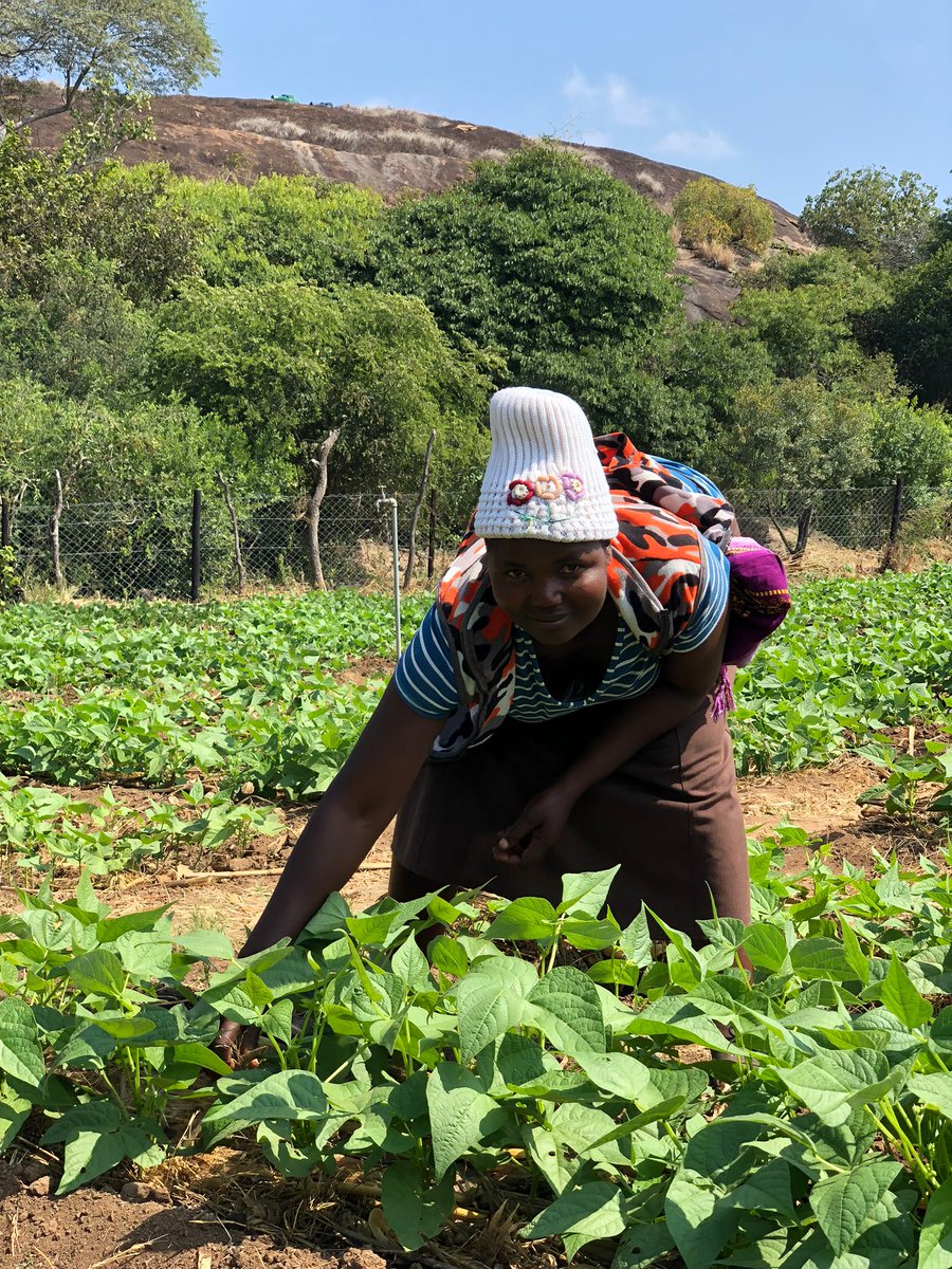 WFP Zimbabwe tweet media