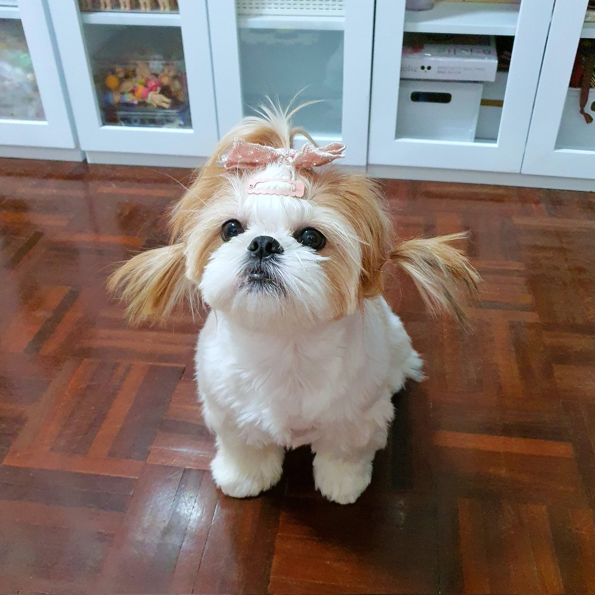 🐶🎀💙 

#BotanTheShihtzu