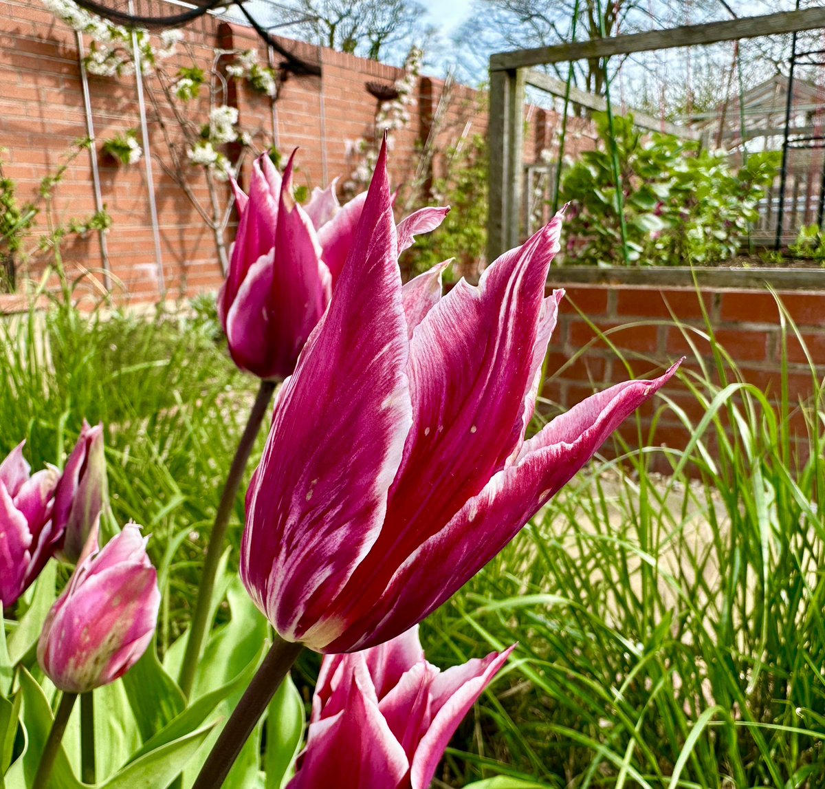 Tulip ‘Claudia’ for today’s #TulipTuesday with #cherryblossom & #appleblossom in the background 

#AprilFlowers #GardeningTwitter