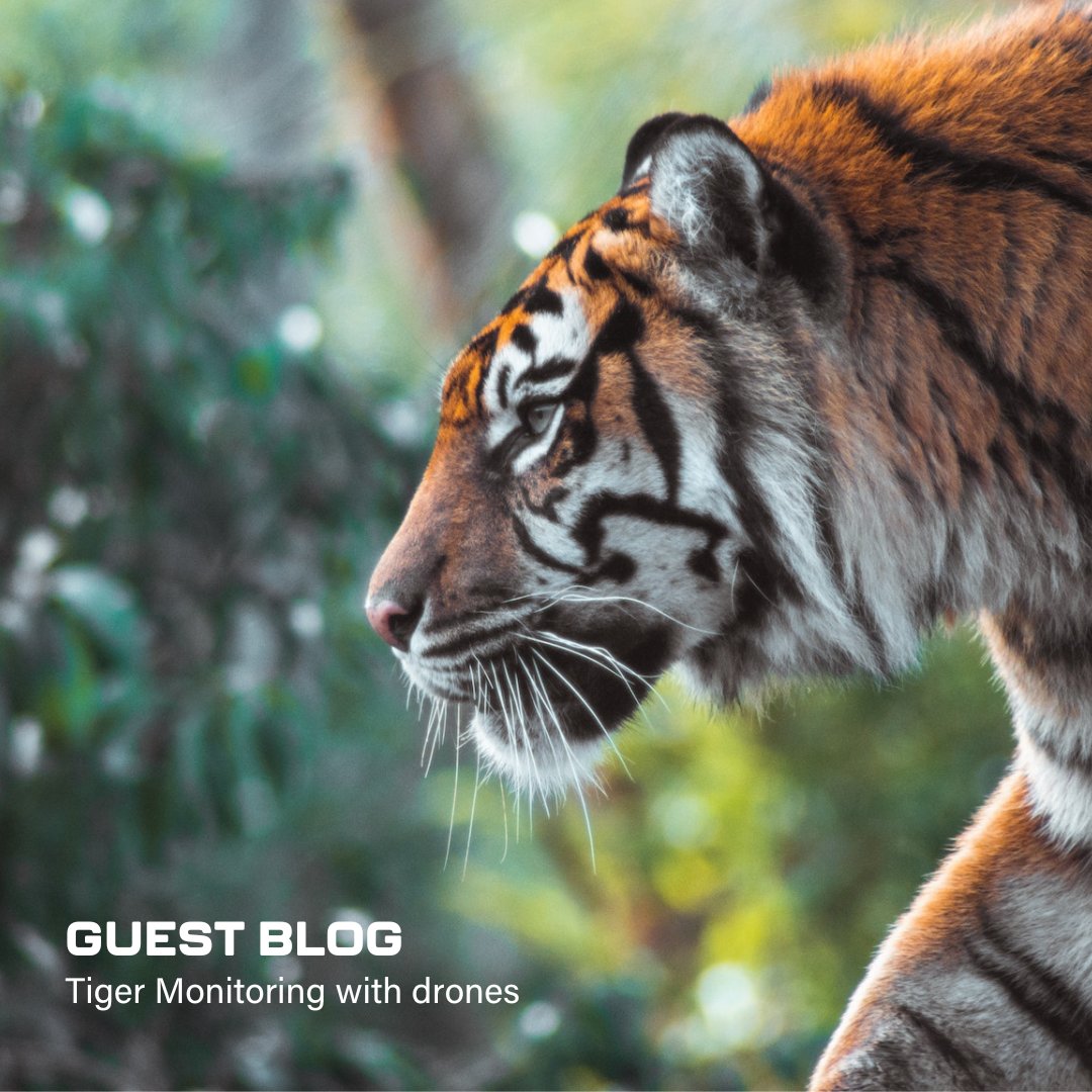 WildlifeDrones1's tweet photo. Discover the amazing story of Nilesh, a drone pilot in the Sariska Tiger Reserve, as he shares his experiences on using drones for tiger monitoring and how innovative technology is helping protect these incredible animals. #conservation #tigermonitoring
https://t.co/hkmQX82zAA https://t.co/hh9qaMTLxW