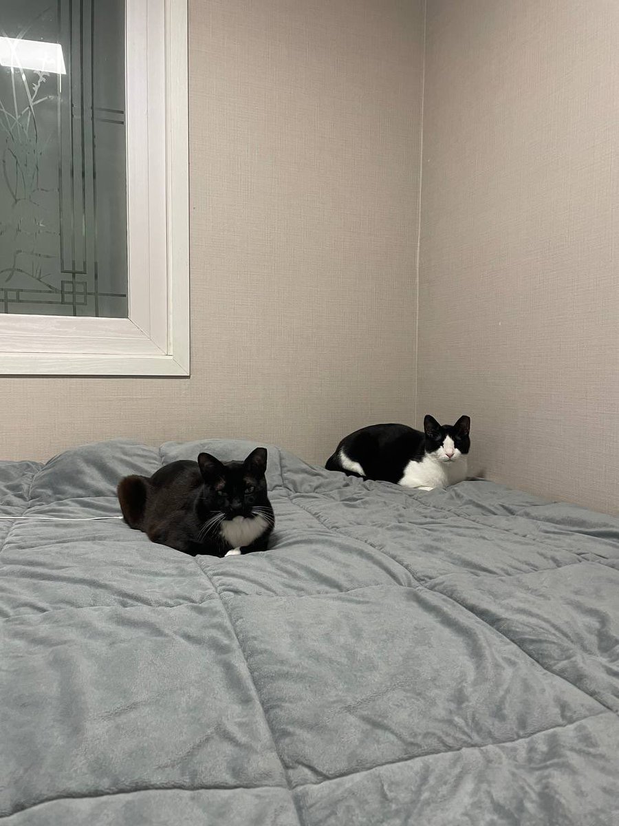 도도다다냥 (@dodo_dadada) on Twitter photo 