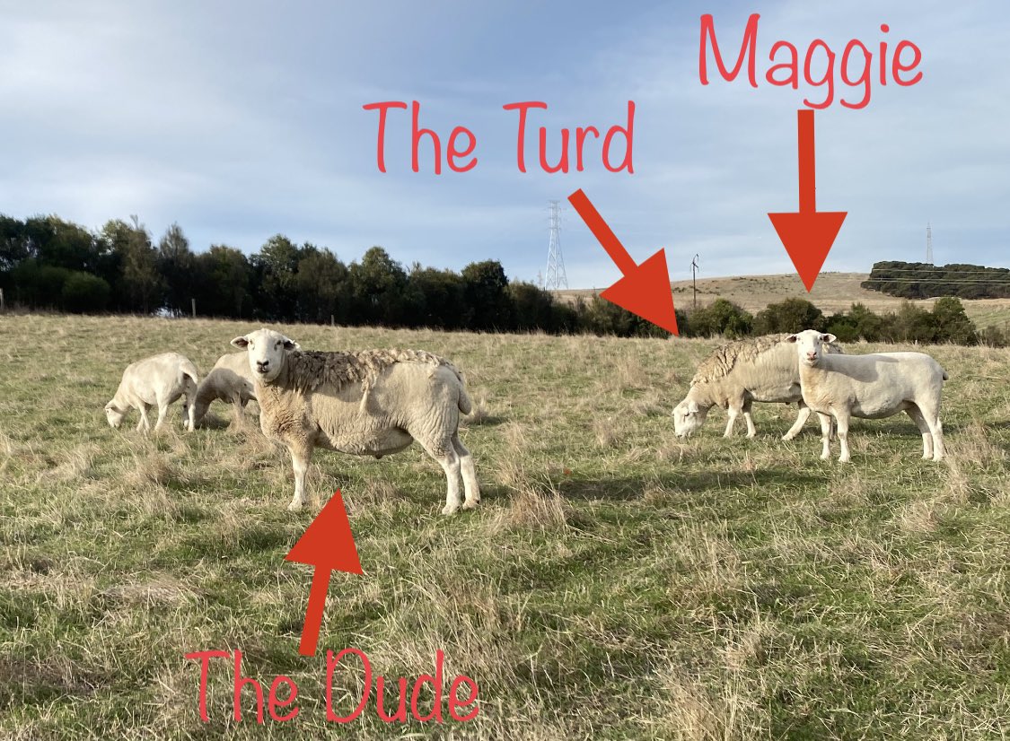 CallissClan's tweet photo. Just like the house raised lambs stick together, it looks like the bottle-fed paddock lambs are sticking together #TheDude #Dudley, #Juberdy (the turd) & #Maggie were spotted this afternoon #Lambies2020 https://t.co/cRE1cBWD0S