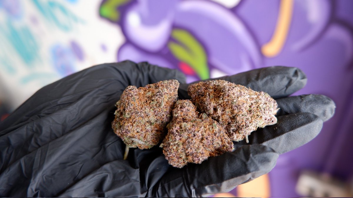 havecannabis's tweet photo. Tropicana Cherry 
Sativa 70%
➜HuaiKhwang
https://t.co/EFspunl6gz
➜DinDaeng
https://t.co/JlNd0HjJjT
#กัญชา #กรุงเทพ #ดุสิต #ปิ่นเกล้า #กัญชาจรัญ #cannabisbkk #weedbkk #Bangkok #BKK #ratchada #huaikhwang #大麻 #怀光大麻 #マリファナ #марихуана #인도산의삼 #ห้วยขวาง #กทม #เหม่งจ๋าย https://t.co/YCRucd3vZs