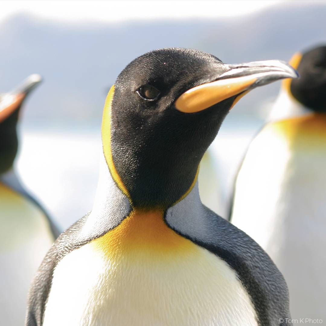 UNESCO's tweet photo. Happy #WorldPenguinDay! 🐧🐧

Today we celebrate these fascinating bird and their unique dapations to the cold!

But as temperatures rise🥵, they are losing access to the nestings sites they need to survive.

Let’s take #ClimateAction NOW to protect them and their habitats! https://t.co/MjSES6LueV