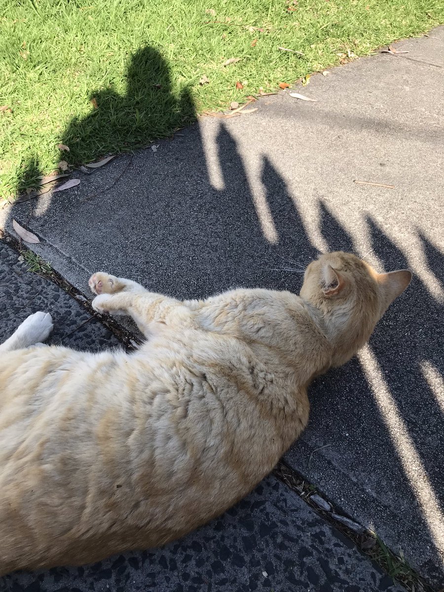 leafy_wild's tweet photo. Random nice street cat. She was very friendly.
#CatsOfTwitter #cuteanimals #cats #Cat #streetcat https://t.co/QtUmHkSzjP
