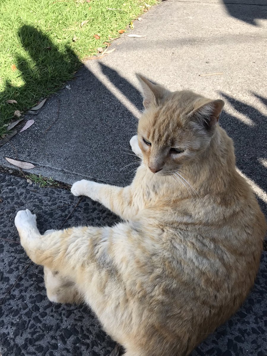 leafy_wild's tweet photo. Random nice street cat. She was very friendly.
#CatsOfTwitter #cuteanimals #cats #Cat #streetcat https://t.co/QtUmHkSzjP