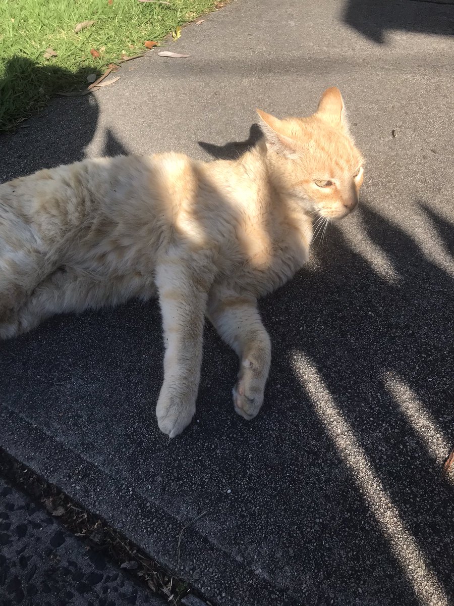 leafy_wild's tweet photo. Random nice street cat. She was very friendly.
#CatsOfTwitter #cuteanimals #cats #Cat #streetcat https://t.co/QtUmHkSzjP