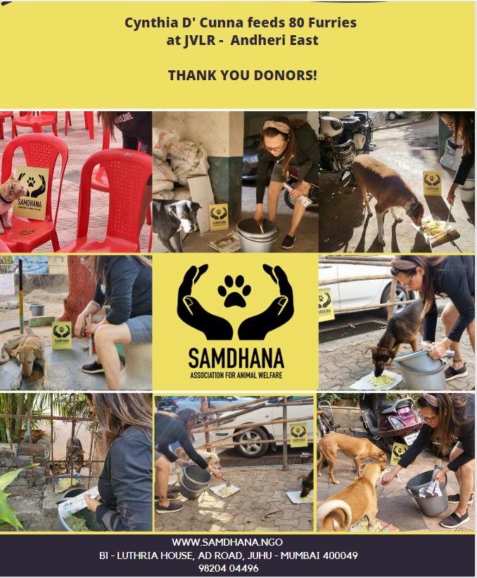 samdhanango's tweet photo. Cynthia D'Cunha feeds 80 strays everyday at JVLR - Andheri East. Keep up the brilliant work!

Like and Subscribe to our Monthly Donation Plan to Help the Helpless

Please Do Tap on the Link https://t.co/rQ13dUimGX https://t.co/iJqCzM5AbN
