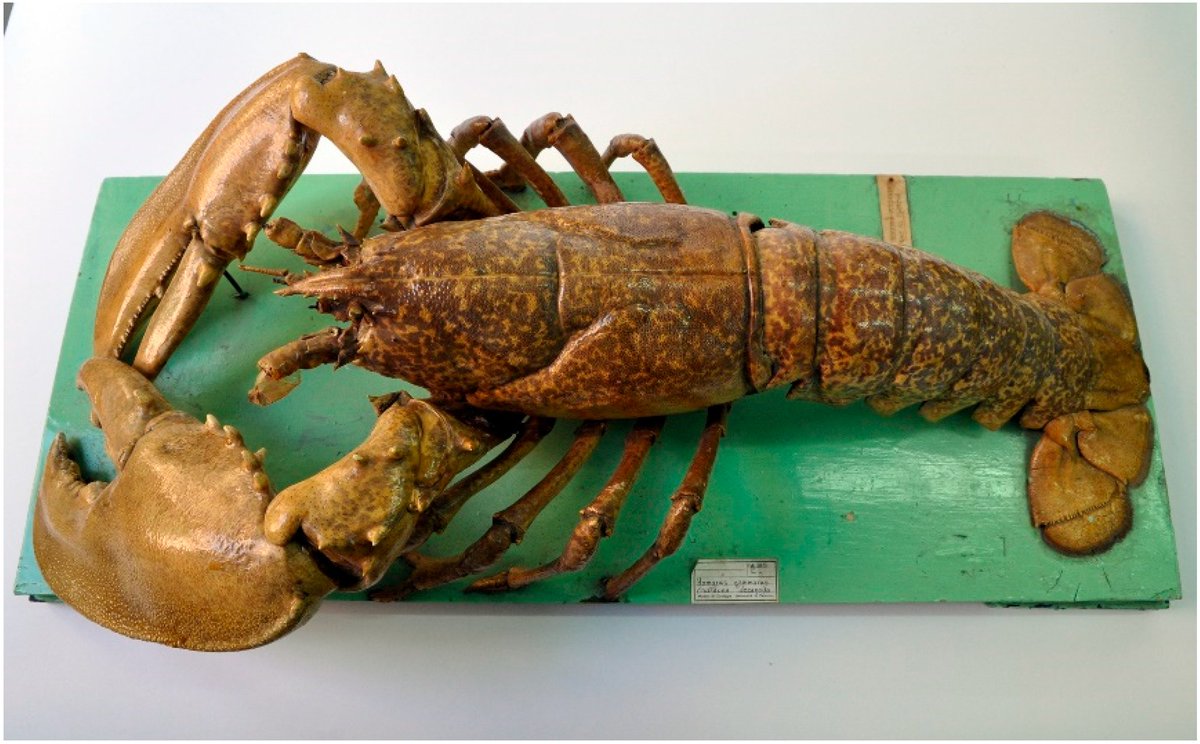 DiversityMDPI's tweet photo. #DiversityMDPI, New publication "The Revision of the #Crustacea Collection of the Museum of #Zoology “P. Doderlein” under the Framework of the National Biodiversity Future Center" at the link: https://t.co/H48uS42fKi https://t.co/iKa5tgVTPa