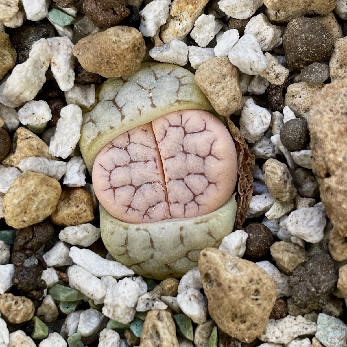 cactusspot's tweet photo. Lithops gracilidelineata

#cactusspot_cactus #lithops https://t.co/XxIedbJRbk #southafrica #succulentplants https://t.co/bb3uyMrpV0