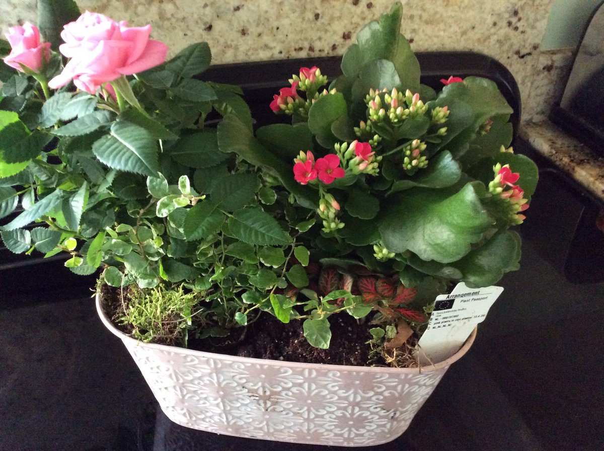 Happy birthday dear friend ⁦⁦Sally ⁦<a href="/TheCluckery/">@thecluckery</a>⁩