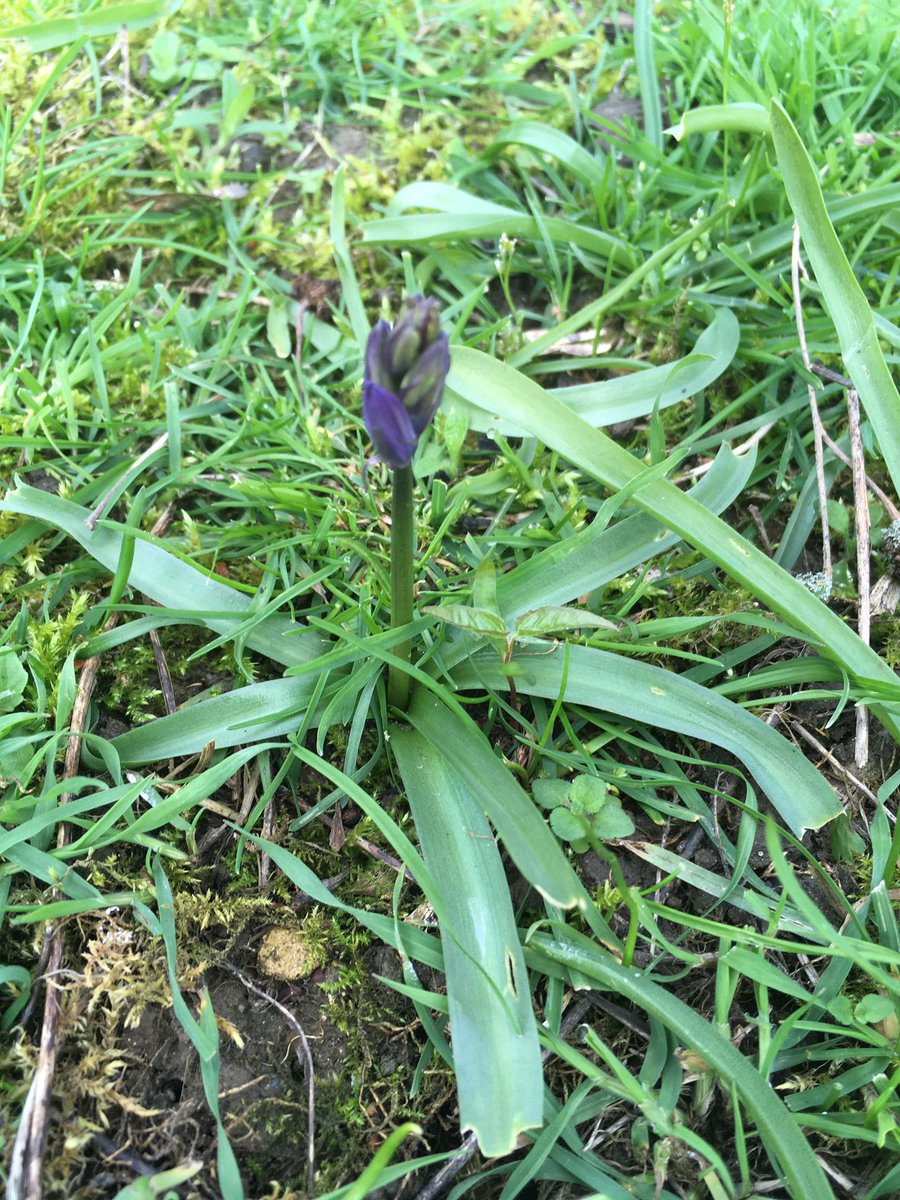 BurgessField's tweet photo. Fantastic to see the bluebells, planted by Friends of #BurgessField 18 months ago, starting to flower! https://t.co/04f754rhmw