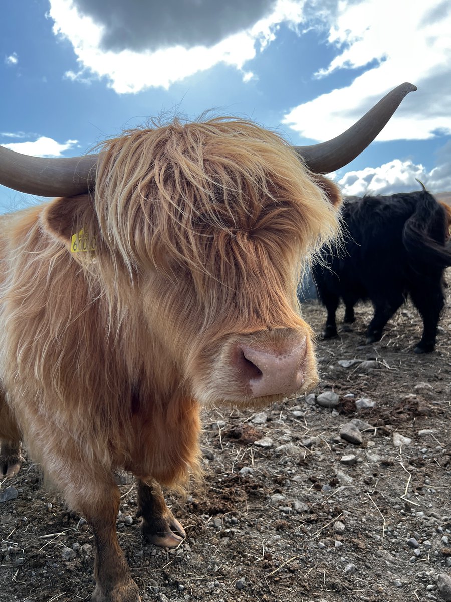 CMF95's tweet photo. Driving around Europe taking photos of cute animals is the new dream job https://t.co/JHD5tWxW3a