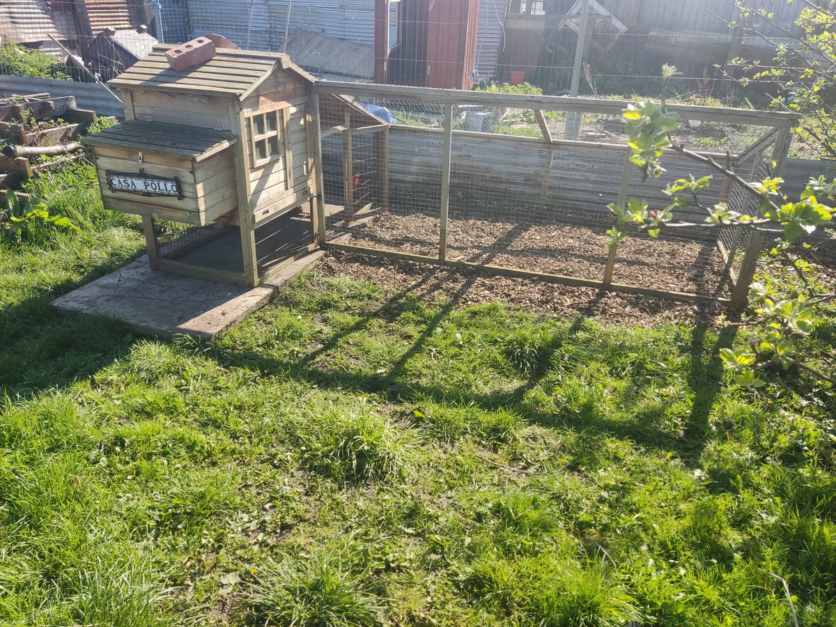 kimmys_kitchen's tweet photo. Before and after moving the big raised bed that used to be on the left of the lawn to the back of the allotment and setting up the smaller chicken coop on the grass area. It looks so much better now and I can cut my grass again. 
#allotmentlife  #greenthumb   #allotmentlaw https://t.co/gGwoCJYVgC