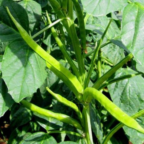 BeejwalaIndia's tweet photo. Buy Guar Phali F1 Vegetable Seeds Pack
https://t.co/Kd8xqypUGz

🎁 SPECIAL OFFER: Up to 90% off  
👉 Check Now: https://t.co/qkdEnDEzlA
📦 Dispatch in 1 - 2 Days
#beejwala #Guar #GuarPhali #ClusterBean #VegetableSeeds #garden #gardening https://t.co/amNhyBCvGB