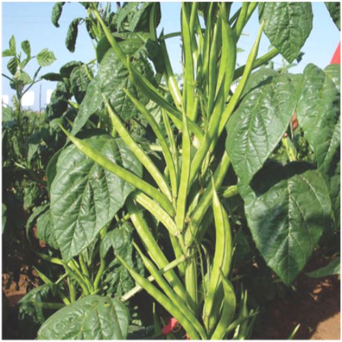 BeejwalaIndia's tweet photo. Buy Guar Phali F1 Vegetable Seeds Pack
https://t.co/Kd8xqypUGz

🎁 SPECIAL OFFER: Up to 90% off  
👉 Check Now: https://t.co/qkdEnDEzlA
📦 Dispatch in 1 - 2 Days
#beejwala #Guar #GuarPhali #ClusterBean #VegetableSeeds #garden #gardening https://t.co/amNhyBCvGB