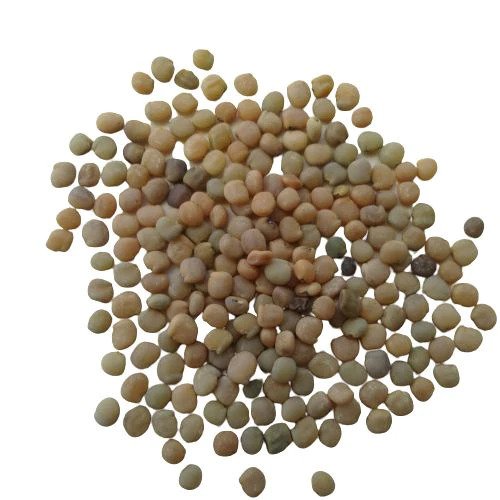 BeejwalaIndia's tweet photo. Buy Guar Phali F1 Vegetable Seeds Pack
https://t.co/Kd8xqypUGz

🎁 SPECIAL OFFER: Up to 90% off  
👉 Check Now: https://t.co/qkdEnDEzlA
📦 Dispatch in 1 - 2 Days
#beejwala #Guar #GuarPhali #ClusterBean #VegetableSeeds #garden #gardening https://t.co/amNhyBCvGB