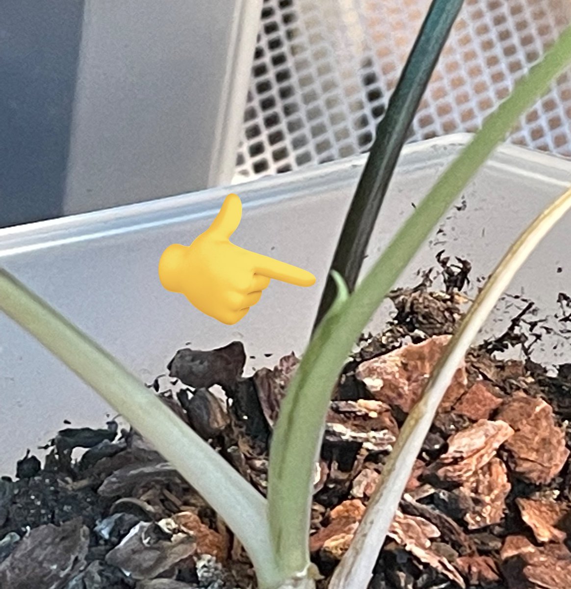 아니 무늬싱고니움 이거 신엽이야?ㅋㅋㅋㅋ 너무 귀엽고 웃기다