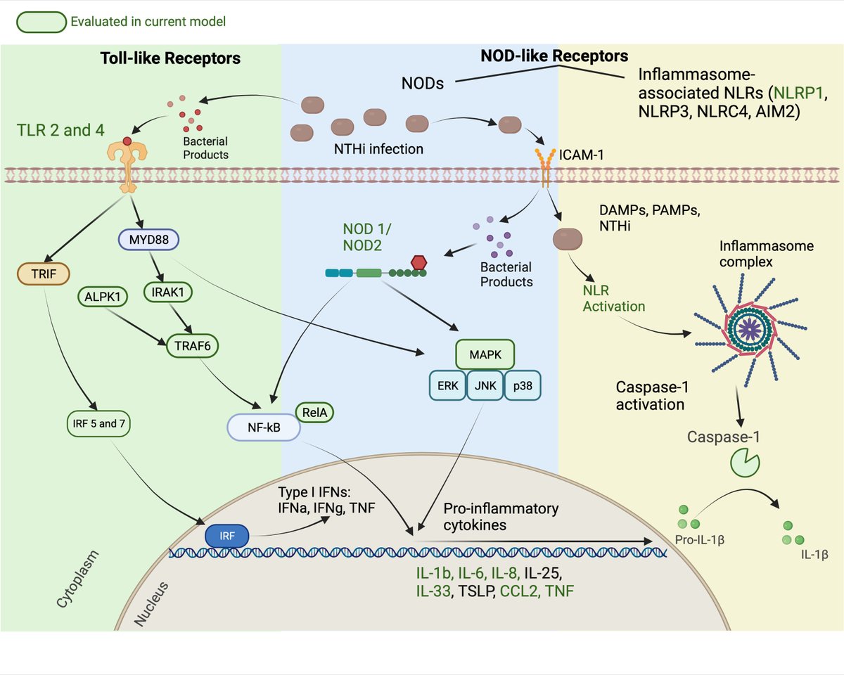 HinksLab's tweet image. Out today, NTHi is internalised by primary bronchial epithelial cells. It activates innate responses including CXCL8, IL-1β, IL-6 and TNF, independently of invasion, with more activation in nasal than bronchial cells, despite NTHi being a nasal commensal. doi.org/10.3389/fcimb.…