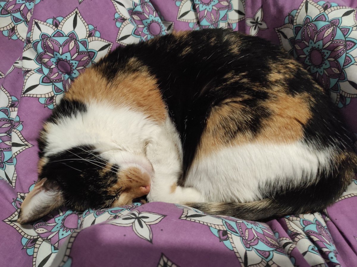PunkinDaCalico's tweet photo. @CalicoCrew1 @Im_Moo_The_Cat @CatDadsUnited Plese acksept an danish https://t.co/SvMII2M6V2