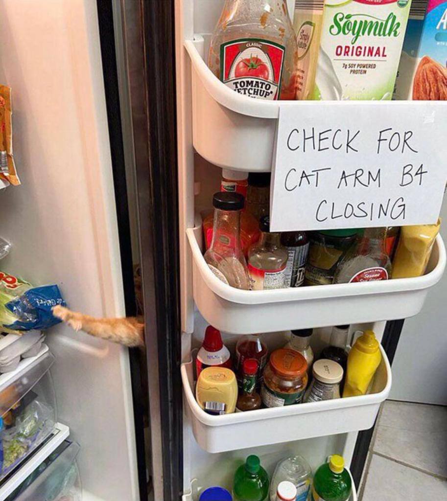 TheRealCatcoin's tweet photo. DO NOT CLOSE! THE CAT!!! 😹

#Catcoin #CATS #BeHappy #CatsOfTwitter #Catolution #ShibaKiller #Ethereum #TheRealOne #Meow #Crypto https://t.co/24ooIvl4PM