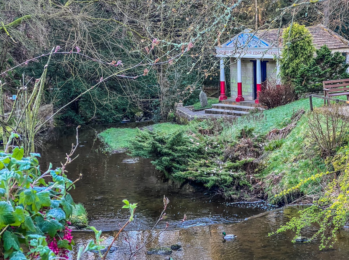 An early morning visitor having a quiet swim before we open! #Vindolanda