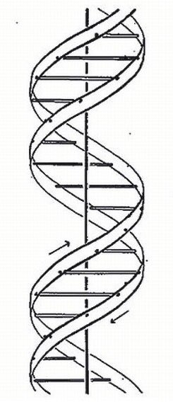 Odile Crick, my grandmother, drew the first published diagram of #DNA as a figure in the first of the three papers published together in @nature on the structure of DNA. (Papers by Watson &amp; Crick, Franklin &amp; Gosling, Wilkins et al)

70 yrs ago #OTD 🧬

#SciArt #Scicomm #DNADay