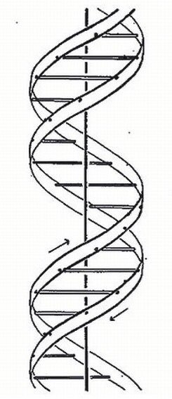Odile Crick, my grandmother, drew the first published diagram of #DNA as a figure in the first of the three papers published together in @nature on the structure of DNA. (Papers by Watson & Crick, Franklin & Gosling, Wilkins et al) 70 yrs ago #OTD 🧬 #SciArt #Scicomm #DNADay