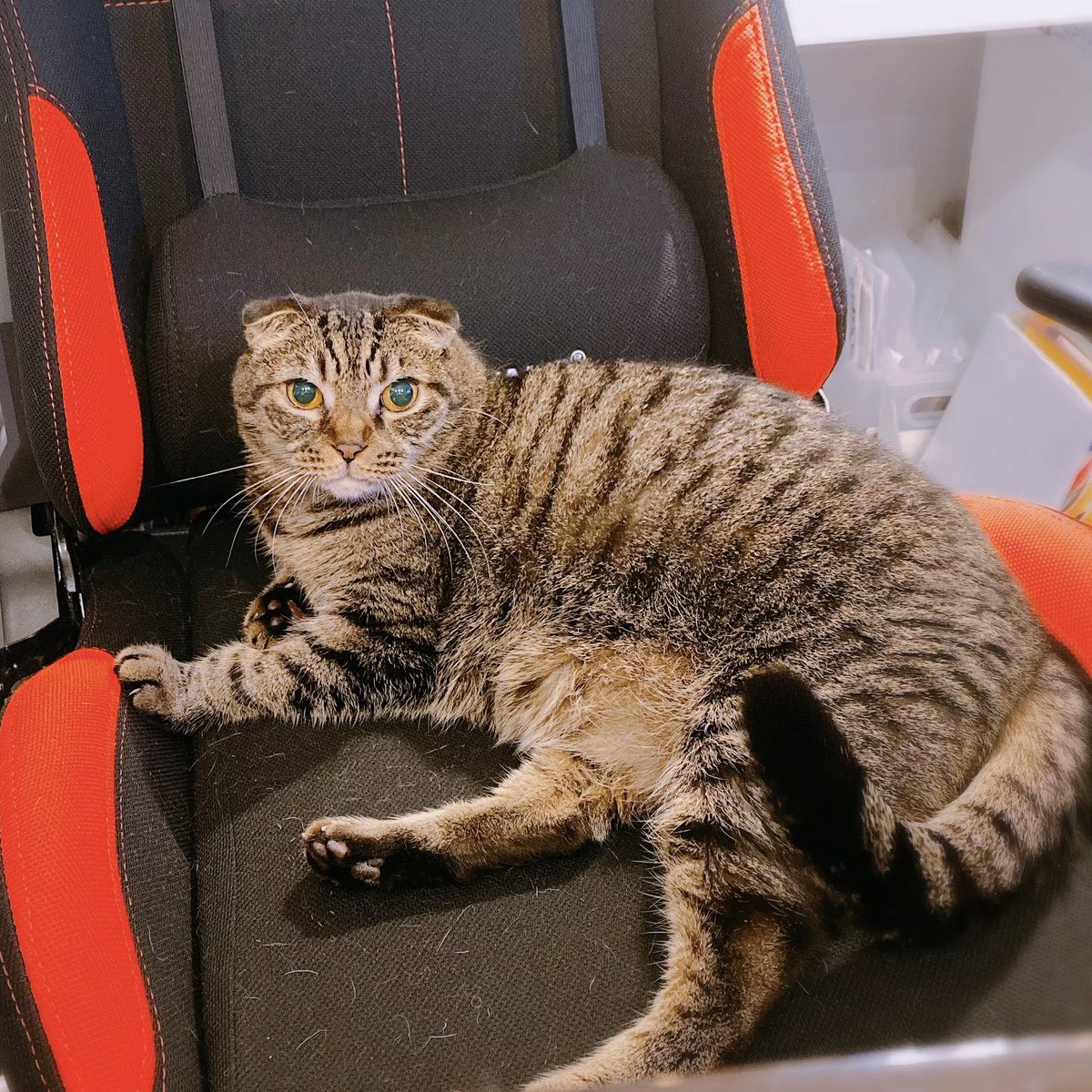 pi_xi_noa's tweet photo. ＃ここだけの話うちの子が1番
飼い主の椅子の上でゴロゴロするのが大好きなうちの子にぜひ最新式のおトイレを…(⸝⸝⸝ᵒ̴̶̷ ⌑ ᵒ̴̶̷⸝⸝⸝)✨小顔なので4kgには見えないかと思いますが…笑
清潔＆デザイン性の良さでリビングに堂々と置けそう❣️これは豪華(=^･ω･^=)💓保証もありがたい🥹 https://t.co/1y5hKn7g1G