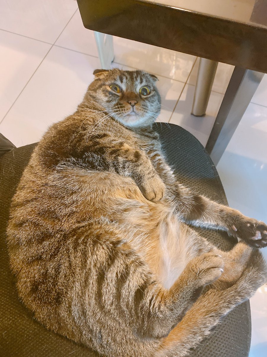 pi_xi_noa's tweet photo. ＃ここだけの話うちの子が1番
飼い主の椅子の上でゴロゴロするのが大好きなうちの子にぜひ最新式のおトイレを…(⸝⸝⸝ᵒ̴̶̷ ⌑ ᵒ̴̶̷⸝⸝⸝)✨小顔なので4kgには見えないかと思いますが…笑
清潔＆デザイン性の良さでリビングに堂々と置けそう❣️これは豪華(=^･ω･^=)💓保証もありがたい🥹 https://t.co/1y5hKn7g1G