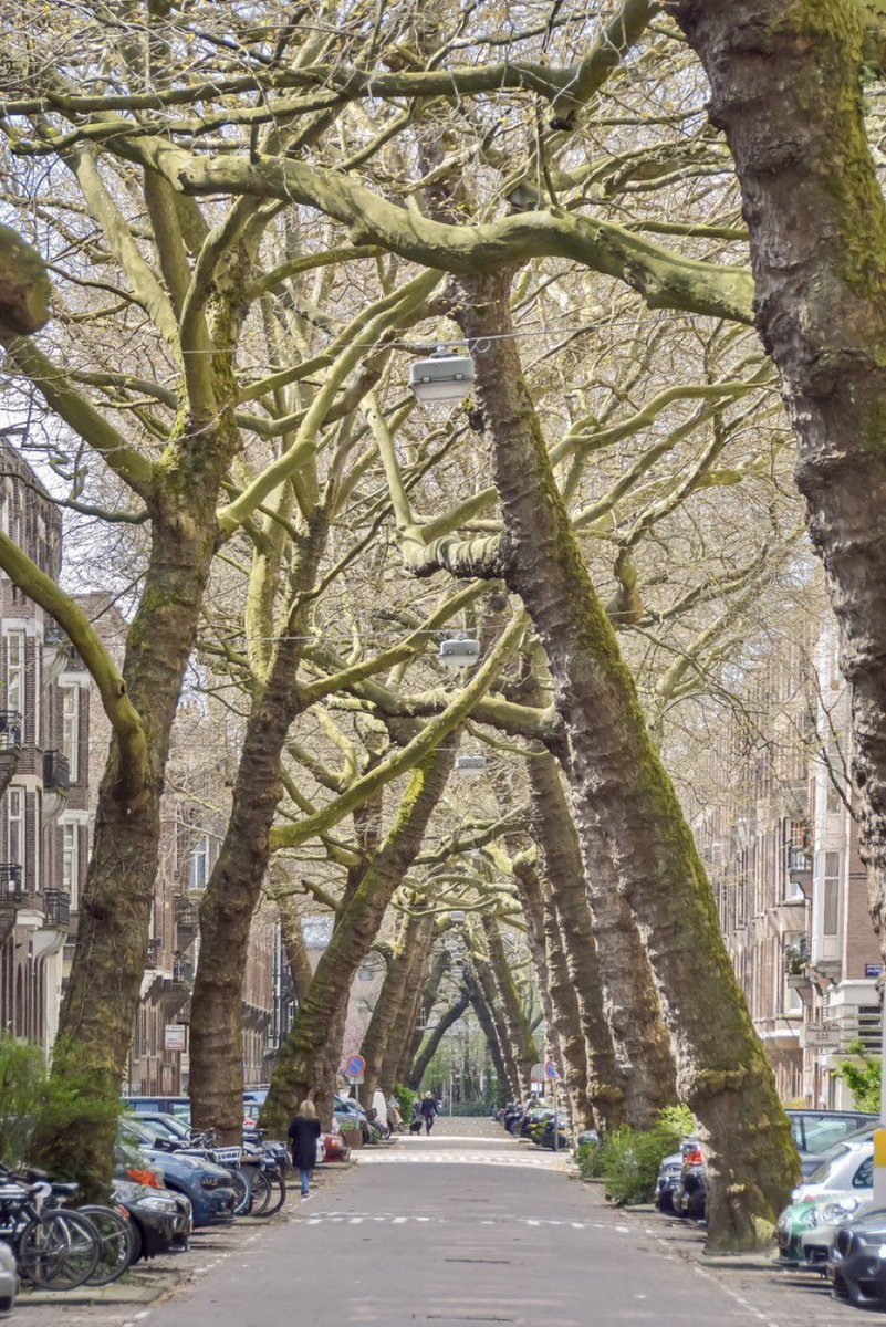 Un simple árbol tiene el poder de enfriamiento de 10 acondicionadores de aire, absorbe 150 kg de CO2 y nos hace más felices.

Una calle sin árboles es una calle incompleta.

(Calle Loman, Amsterdam. 📷 <a href="/modacitylife/">Melissa & Chris Bruntlett</a>)