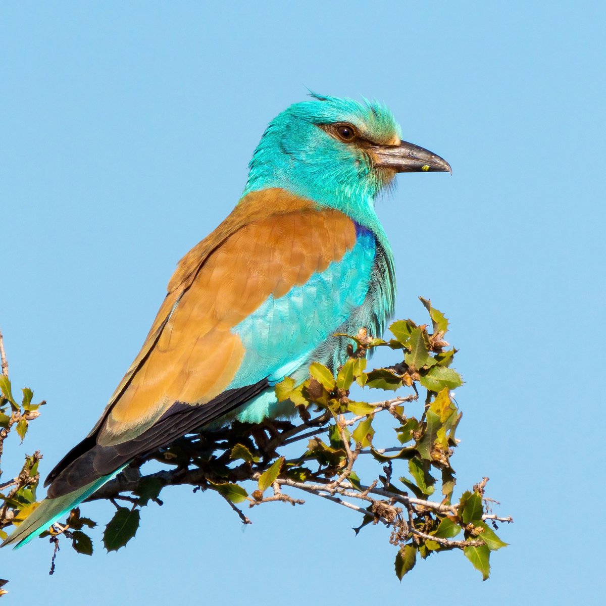 Ali_COBANOGLU_'s tweet photo. GÖKKUZGUN

Döşemealtı/ Antalya 

#birdphotography  #birdwatching  #nuts_about_birds #birdsofinstagram  #kuşlar #ebird #ebirdfrontpage #antalyakuşkampı2023 https://t.co/tSO1P0m0k0