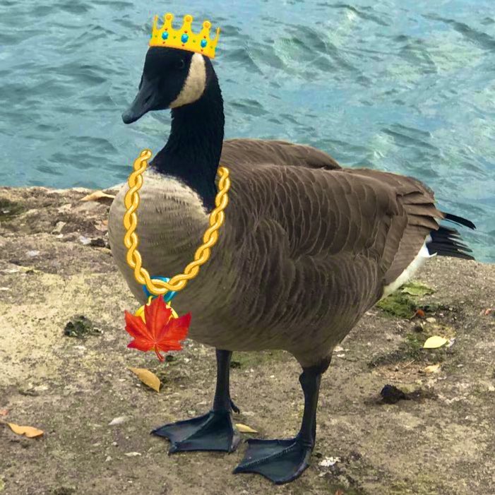 Ratatosk4's tweet photo. @HippySquirrel @TOCatMayor @MayorSquirrel The big political scandal will be when Toronto learns that #MayorGoose doesn’t spend winter in Canada! 📰 “He secretly owns a pond in Florida!”
🪿🇨🇦 https://t.co/n6KOTQjV4W