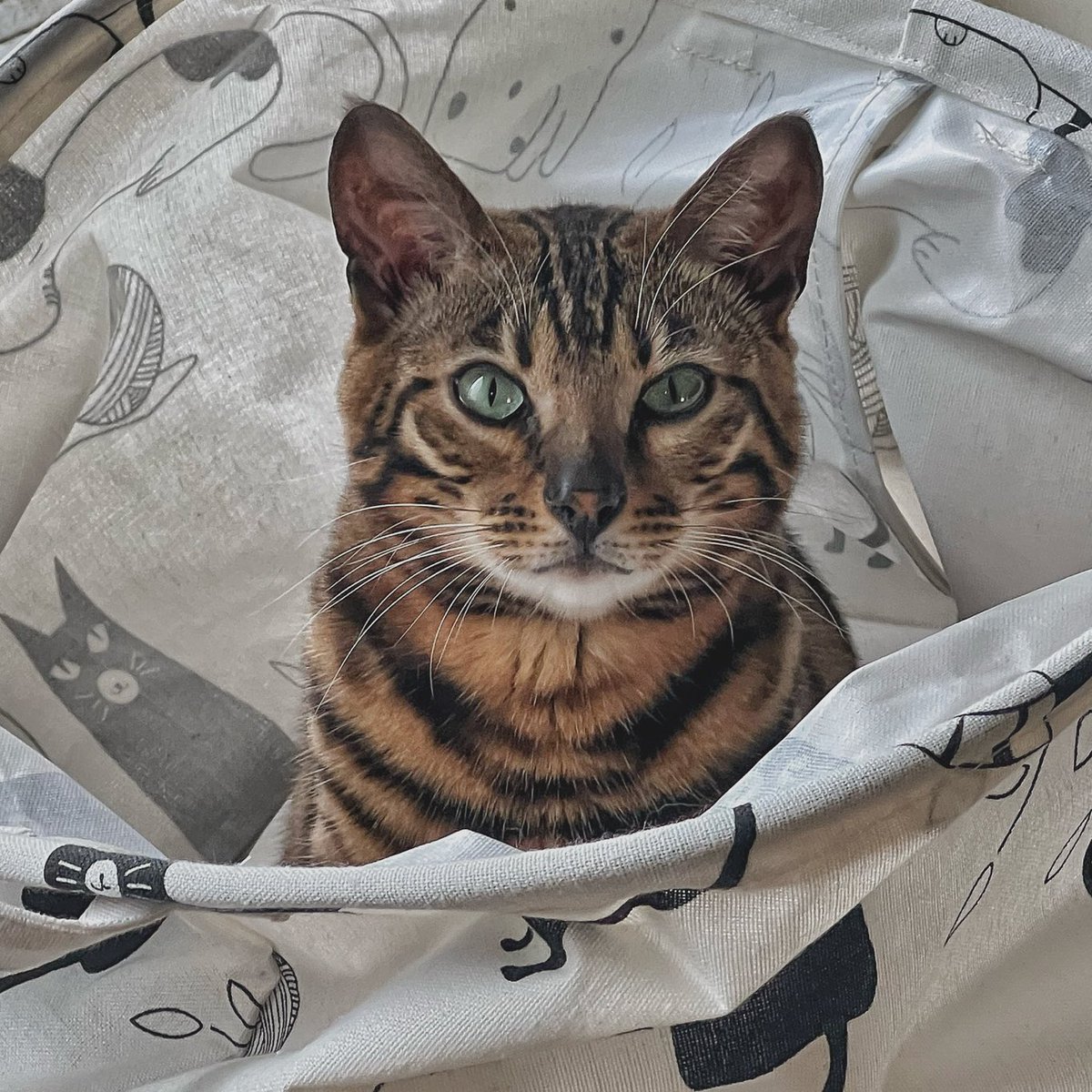 Check out this cutie! Ori the bengal cat. One half my 2 one year old bengals happy birthday Ori