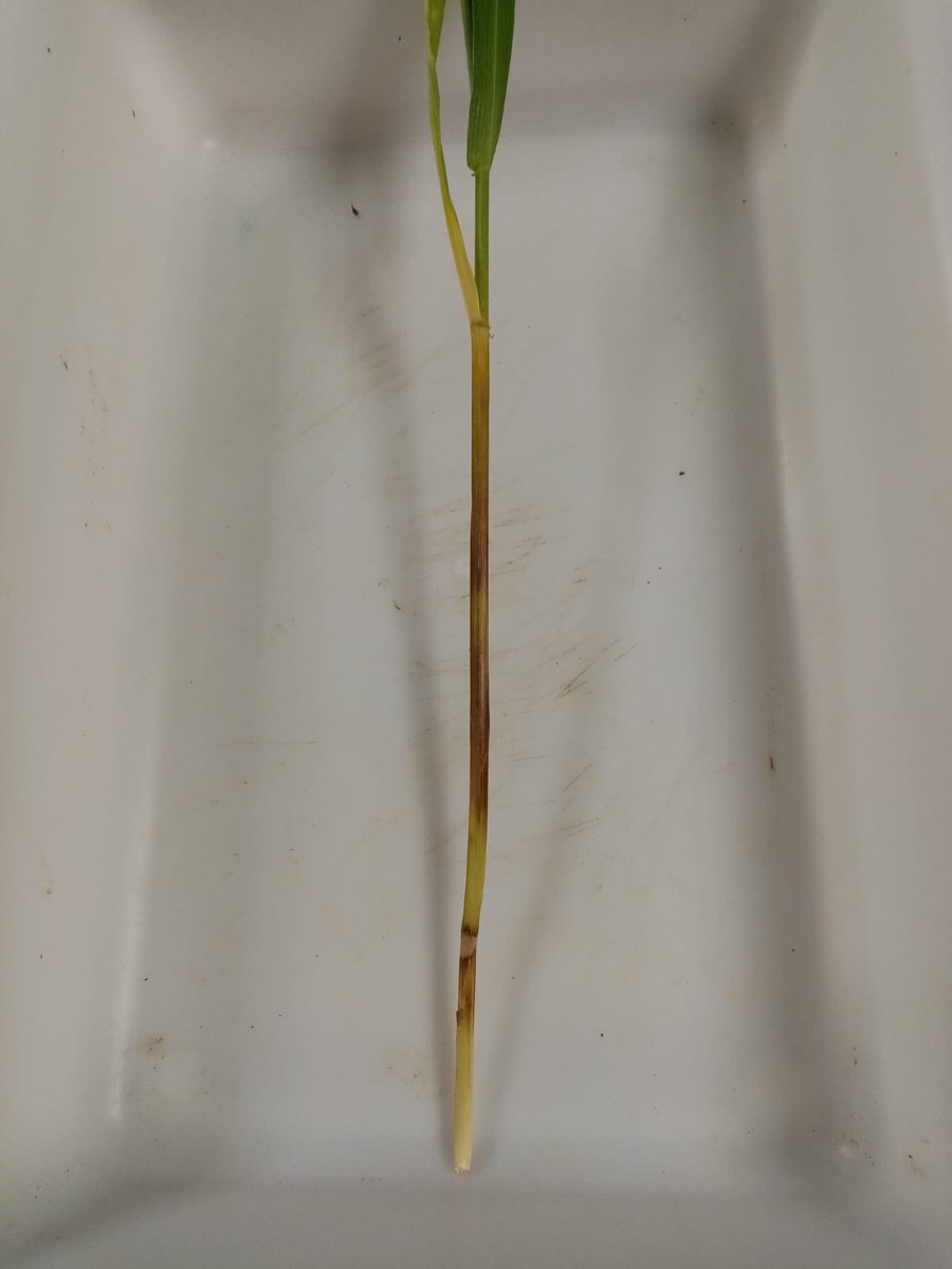 Christophe Mougel tweet media