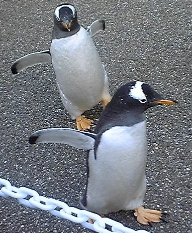 #世界ペンギンデー #世界ペンギンの日 #名古屋港水族館 ペンギン と、うちの壁