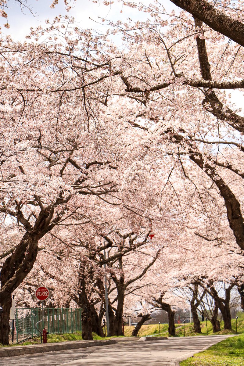 ukk562's tweet photo. やっと北海道にも桜前線がやってきた🌸

 #hokkaido 
 #桜
 #562camera https://t.co/RUF5oUk2RR