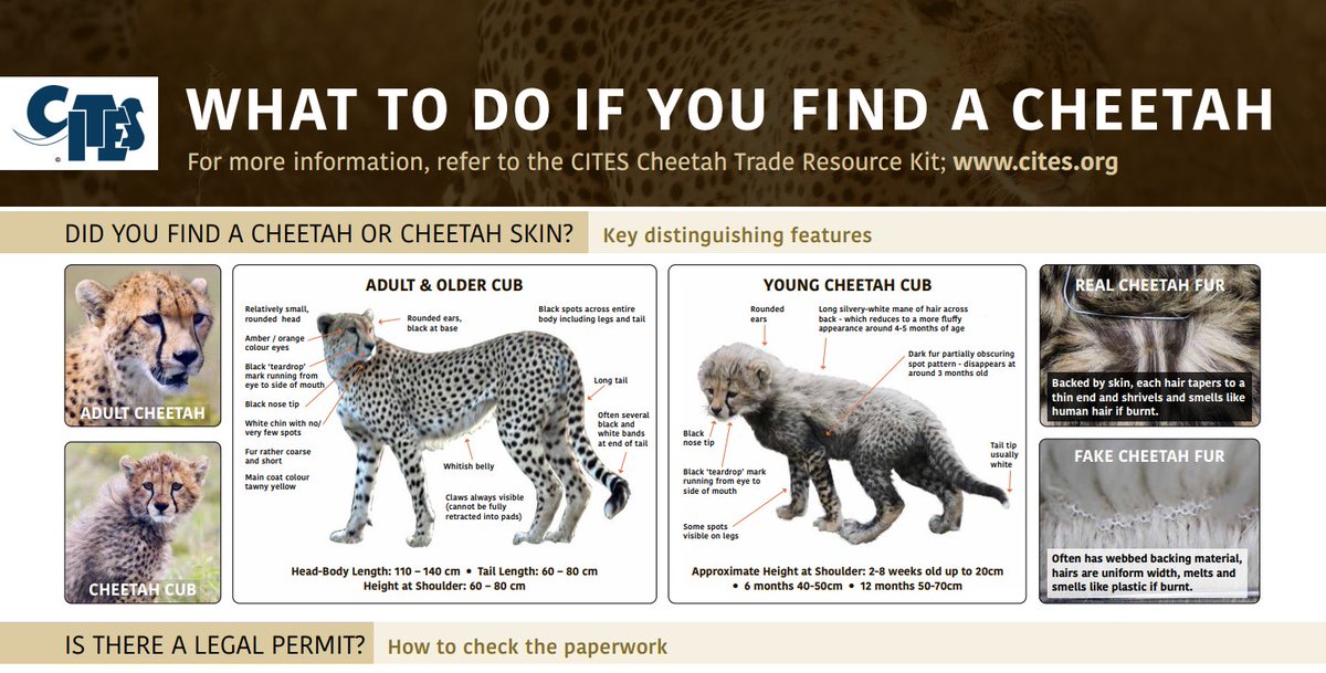 CITES's tweet photo. This week, the #CITES Big Cats Task Force meets to coordinate strategies for combating illegal trade in big cats, incl. cheetahs, Acinonyx jubatus (App. I since 1975). 

Info and resources for cheetah identification, seizure reporting and conservation: https://t.co/w8zRCCR7UB https://t.co/aXPJMRZAUu