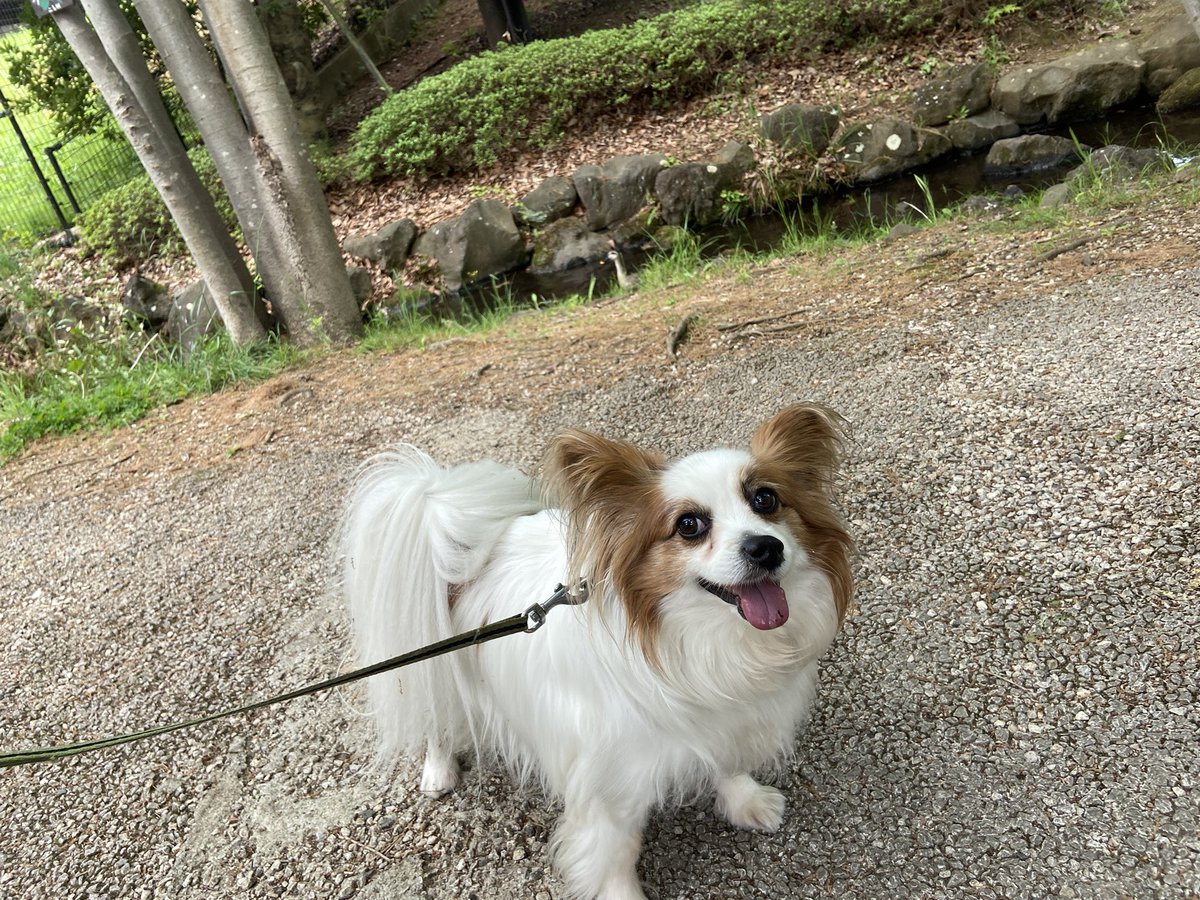 Papillon_Muffin's tweet photo. 長池公園散歩楽しんできました。

#papillon #パピヨン https://t.co/Zuuejov639