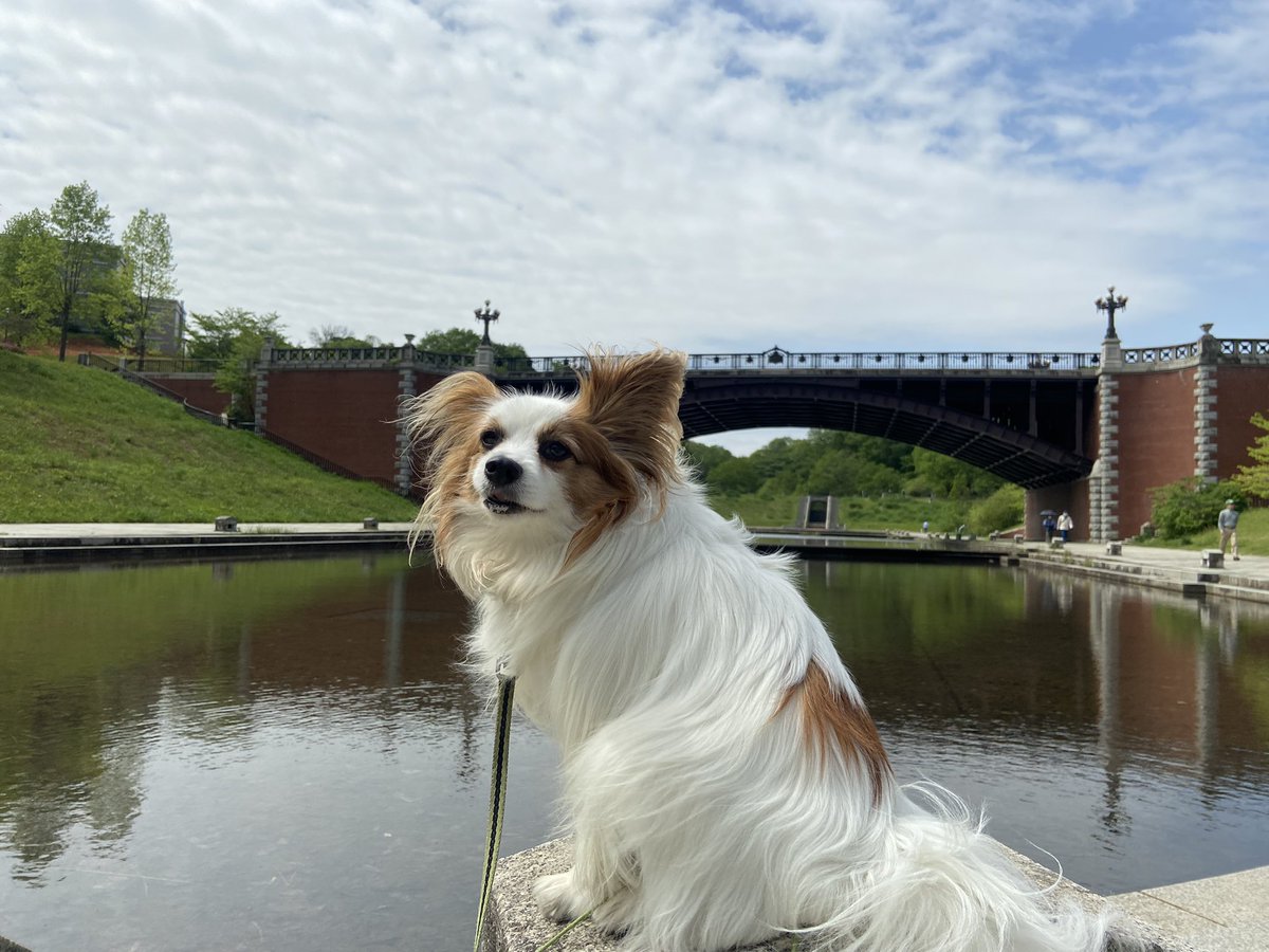 Papillon_Muffin's tweet photo. 長池公園散歩楽しんできました。

#papillon #パピヨン https://t.co/Zuuejov639