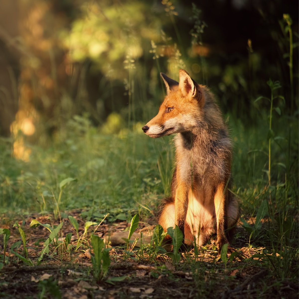 Werk jij in de buitenruimte als werkvoorbereider, bedrijfsleider of beheerder? 🦊

Doe hierover meer kennis op tijdens de 3-daagse training ‘Wet Natuurbescherming groenspecialisten niveau III’ op 12, 19 &amp; 22 juni 2023.

👉 Schrijf je hier in: bit.ly/2yo6lgz