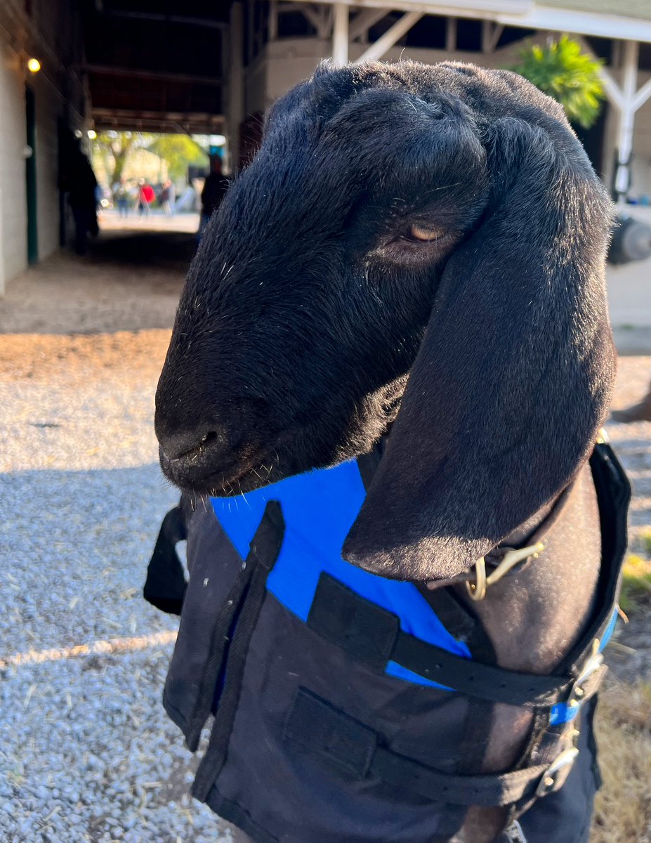bradcoxracing's tweet photo. The boss has arrived https://t.co/s7u7IeXkeZ