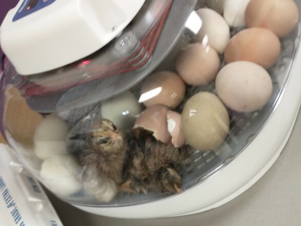 Rachael Bufkin tweet media